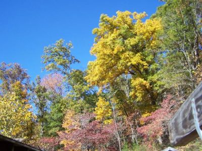 Autumn Arrives Image